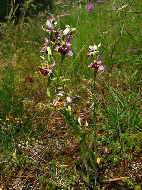 Ophrys fuciflora